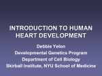 HUMAN HEART DEVELOPMENT