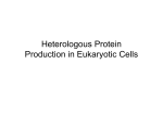 Heterologous Protein Production in Eukaryotic Cells