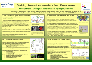 Studying photosynthetic organisms from different angles