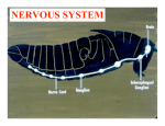 NERVOUS SYSTEM1.ppt [Recovered]