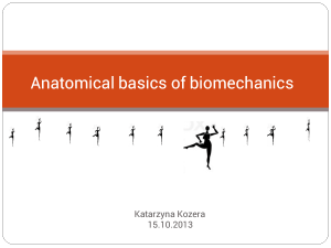 Anatomical basics of biomechanics