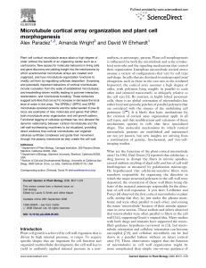 Microtubule cortical array organization and plant cell morphogenesis