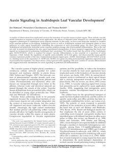 Auxin Signaling in Arabidopsis Leaf Vascular