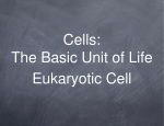 Chapter 1 Section 2 Eukaryotic Cells