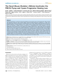 The Novel Mouse Mutation Oblivion Inactivates the PMCA2 Pump