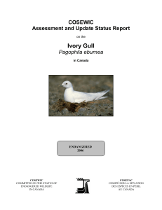 COSEWIC Assessment and Update Status Report on the Ivory Gull