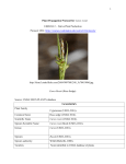 1 Plant Propagation Protocol for Carex rossii ESRM 412 – Native