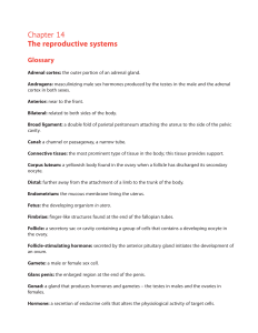 Chapter 14 The reproductive systems