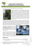 Belize Savanna Factsheet C1 Caribbean Pine (Pinus caribaea)