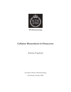 Cellulose Biosynthesis in Oomycetes