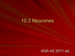 10.2 Neurones