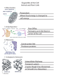 Organelles of the Cell Animal and Plant Cells Powerplant Where