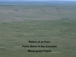 Return of an Icon - Canadian Bison Association