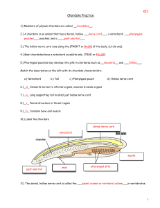 Cho - Chordate Practice