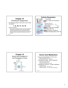 Chapter 18 Homework Assignment Chapter 18 Amino Acid