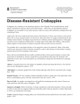 Disease-Resistant Crabapples
