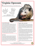 Opossum (Virginia Opossum) - Orange County Mosquito and Vector