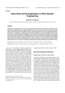 Hairy Root and Its Application in Plant Genetic Engineering