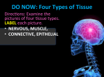 DO NOW: Four Types of Tissue