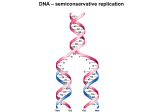 DNA – semiconservative replication