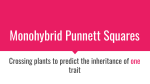 Monohybrid Punnett Squares