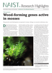 Wood-forming genes active in mosses Research Highlights
