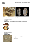 molluscs which Norman put together