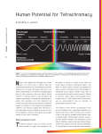 Human Potential for Tetrachromacy