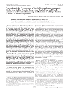 Processing of the Presequence of the Schizosaccharomyces pombe