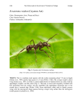 Ectatomma ruidum (Cayenne Ant)