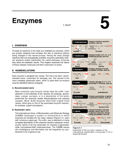 Chapter 5 - Enzymes