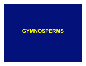 GYMNOSPERMS