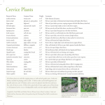 Crevice Plants - University of Minnesota Extension