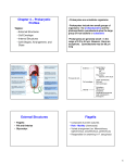 Chapter 4 – Prokaryotic Profiles External Structures Flagella