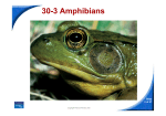 30-3 Amphibians - cloudfront.net