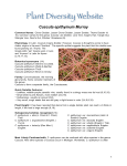 Cuscuta epithymum Murray - CLIMBERS