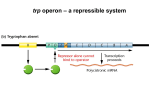 trp operon – a repressible system