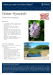 Water Hyacinth