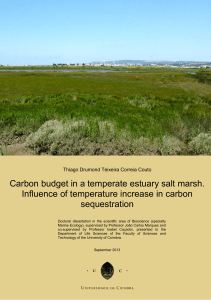 Carbon budget in a temperate estuary salt marsh