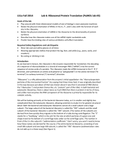 LS1a Fall 2014 Lab 6: Ribosomal Protein Translation (PyMOL lab #3)