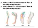 • What similarities can you note in these 4 mammalian appendages