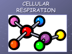 cellular respiration