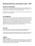 bacterial chromosome cell membrane