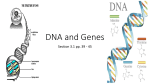 DNA and Genes - Mr. Boettcher`s Class