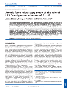 Atomic force microscopy study of the role of LPS O