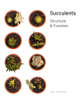 Succulents. Structure and function. - Microscopy-UK