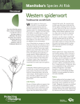 Western spiderwort