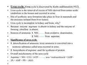 • Urea cycle: Urea cycle is discovered by Krebs andHanseleit(1932