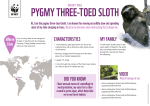 PYGMY THREE-TOED SLOTH