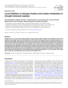 Local inhibition of nitrogen fixation and nodule metabolism in